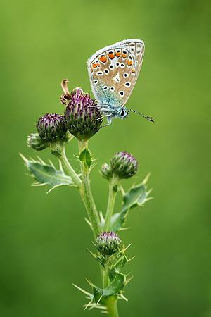 Common blue on a thistle.