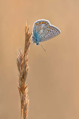 Blue butterfly.