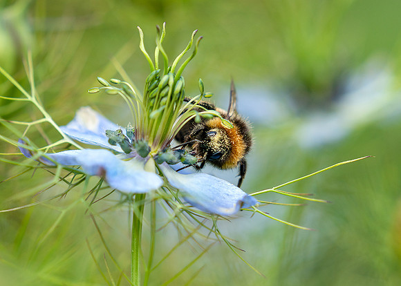 Busy bee.
