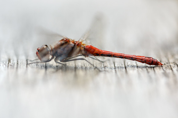 Basking red darter.
