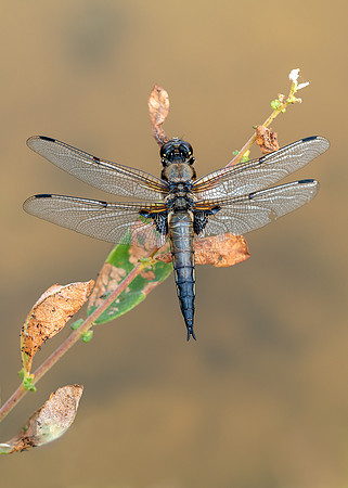 A ragged but beautiful black darter.