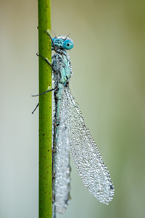 A blue damselfly waking up.