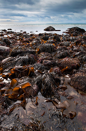 Kelp forest at low tide, Llandanwg Beach.