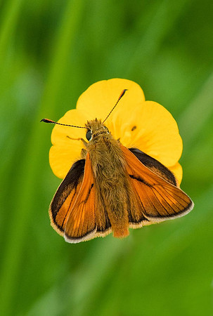 Small Skipper, Fishbourne.