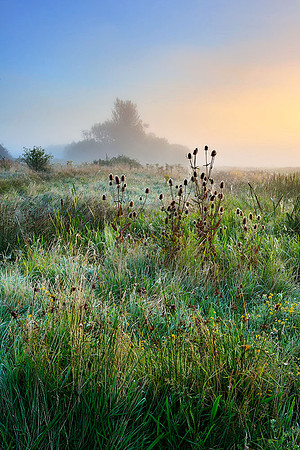 Morning glow, Waltham Brooks.