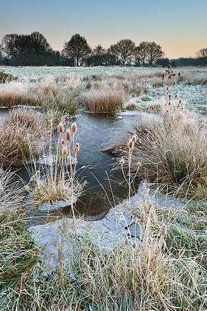 Frosty dawn, Waltham Brooks.