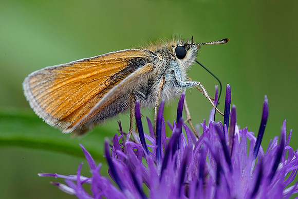 Small Skipper.