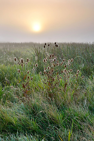 Sunrise and teasels, Waltham Brooks.