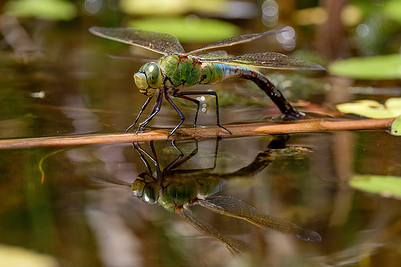 Emperor Dragonfly.