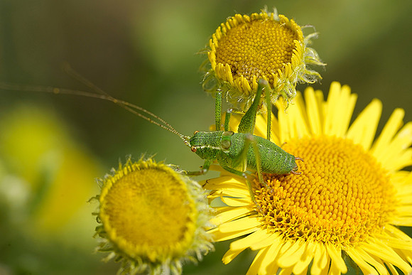 Speckled Cricket.