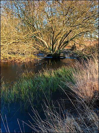 Iping Common.