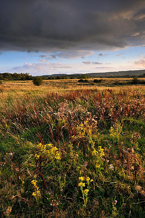 Waltham Brooks.
